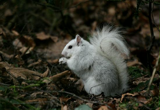 Grey Squirrel <i>Sciurus carolinensis</i>